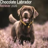 Chocolate Labrador Retriever Calendar 2026 Square Dog Breed Wall Calendar - 16 Month