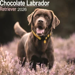 Chocolate Labrador Retriever Calendar 2026 Square Dog Breed Wall Calendar - 16 Month