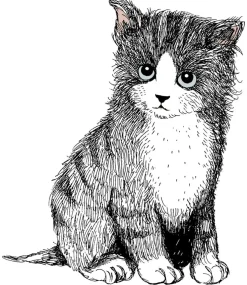 Heijastin Vallila Kitties Pentu