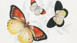 Väritettävä postikorttisetti Pepinpress Natural History